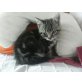 Hauskatze - Kater