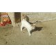 Hauskatze - Kater