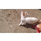 Hauskatze - Kater