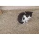 Hauskatze - Kater