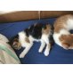 Hauskatze - Kater