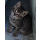 Hauskatze - Kater