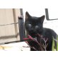 Hauskatze - Kater