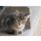 Hauskatze - Kater