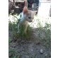 Hauskatze - Kater
