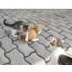 Hauskatze - Kater