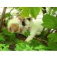 Hauskatze - Kater