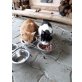 Hauskatze - Kater