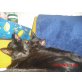 Hauskatze - Kater