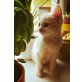 Hauskatze  - Kater