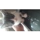 Hauskatze - Kater