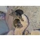 Hauskatze - Kater