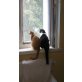 Hauskatze - Kater