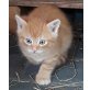 Hauskatze - Kater