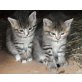 Hauskatze - Kater