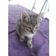 Hauskatze - Kater