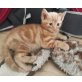 Hauskatze - Kater
