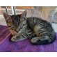 Hauskatze - Kater