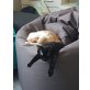 Hauskatze - Kater