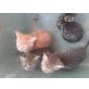 Hauskatze - Kater