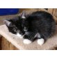 Hauskatze  - Kater