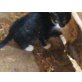 Hauskatze  - Kater