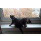 Hauskatze - Kater