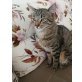 Hauskatze - Kater