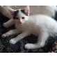 Hauskatze - Kater
