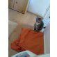 Hauskatze - Kater
