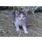 Hauskatze - Kater