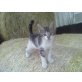 Hauskatze - Kater