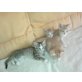 Hauskatze - Kater