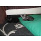 Hauskatze - Katze