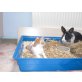 Hauskatze - Katze