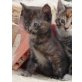 Hauskatze - Katze