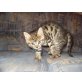 Hauskatze - Katze