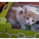 Hauskatze  - Katze