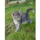 Hauskatze  - Katze