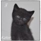 Hauskatze - Katze