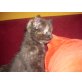 Hauskatze - Katze