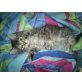 Hauskatze - Katze