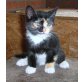 Hauskatze - Katze