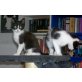 Hauskatze - Katze