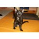 Hauskatze - Katze