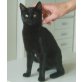 Hauskatze - Katze