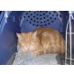 Hauskatze - Katze