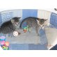 Hauskatze - Katze