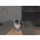 Hauskatze - Katze