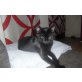 Hauskatze - Katze
